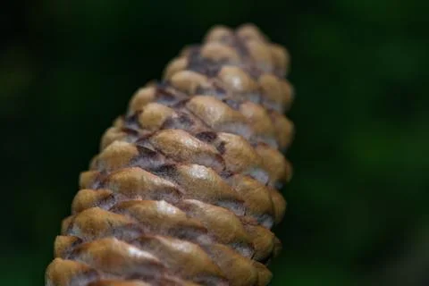 The cone close up Stock Photos