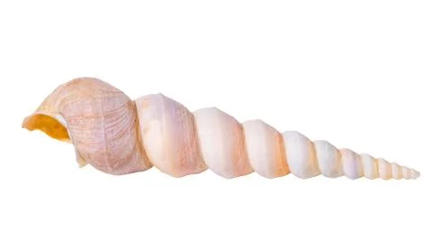 Cone cockleshell is isolated on white background, close up 스톡 사진