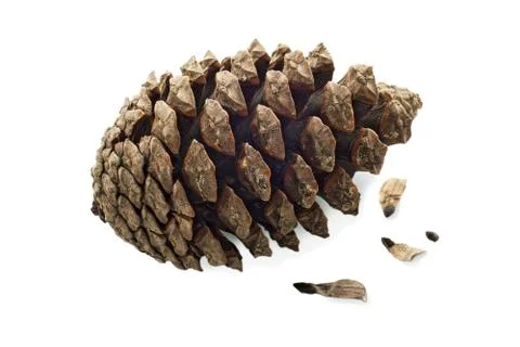 Cone coniferous tree and seeds Stock Photos