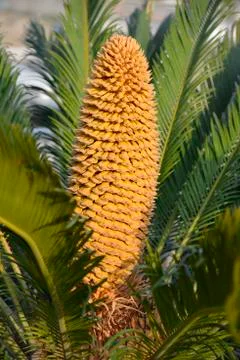 Cone of Cycas Stock Photos