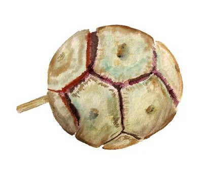 Cone of cypress Stock Illustration