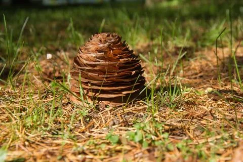 Cone fall of a Deodar 写真素材