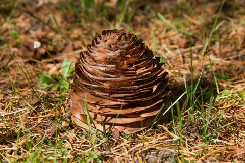 Cone fall of a Deodar Stock-Fotos