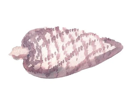 Cone of fir tree Stock Illustration