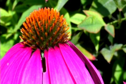 Cone Flower in Bloom Stock Footage 215538