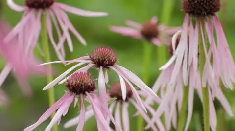 Cone flower (Echinacea pallida) Stock Footage 18082296