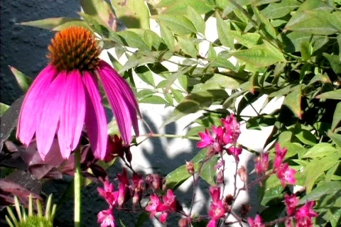 Cone Flower Stock Footage