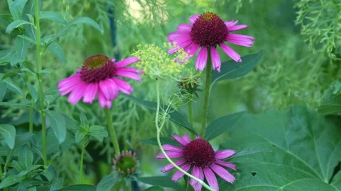 Cone flower Stock Footage 246876342