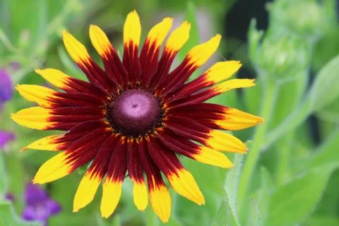 Cone Flower 스톡 사진