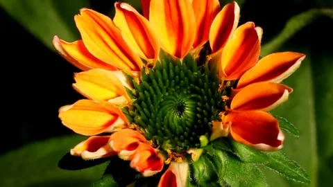 Cone Flower Time-lapse Stock Footage 79814859