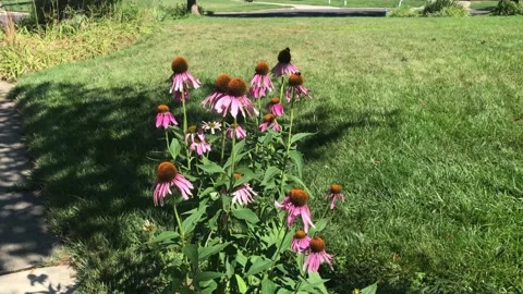 Cone Flowers Stock Footage 135034667