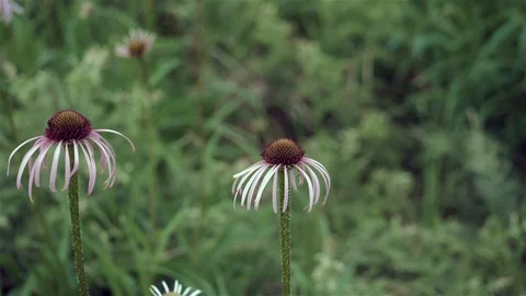 Cone flowers swaying gently in the wind. Video stock 123445832