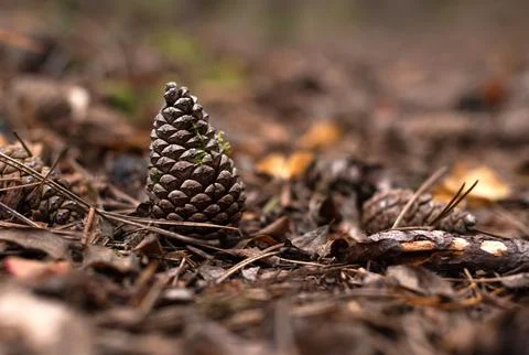 Cone in the forest on the ground close-up lying on a carpet of autumn dry lea Foto stock