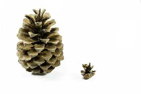 Cone friends Stock Photos