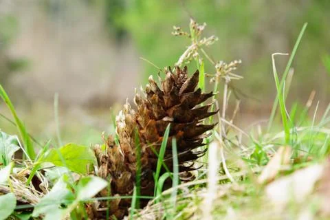 Cone in grass Stock Photos
