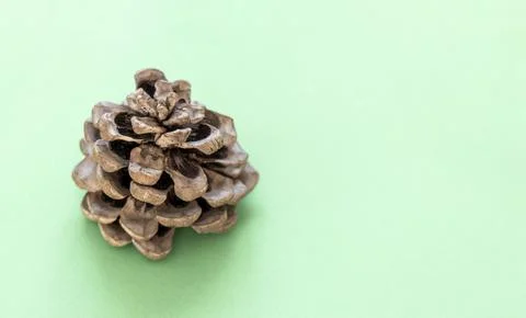 Cone on a green background with copy space Stock Photos