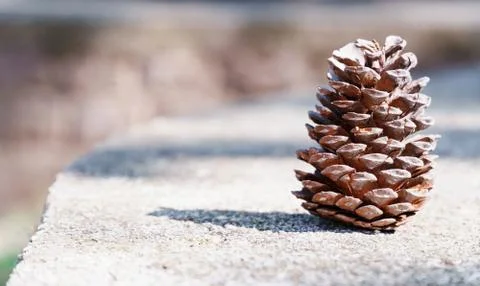Cone on the ground Stock Photos