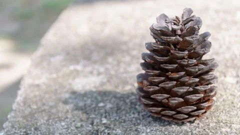 Cone on the ground Stock Photos