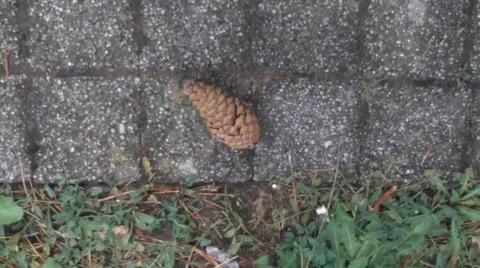 A cone on the ground Stock Photos
