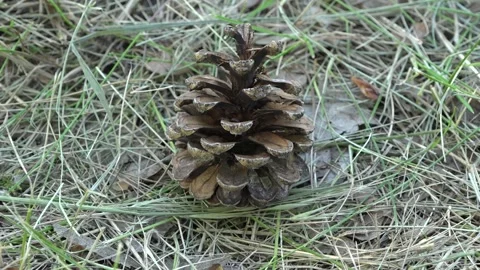 А cone on the ground in the woods 库存影片 154204495