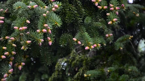 Cone growing on branches spring Stock-Footage 62453832