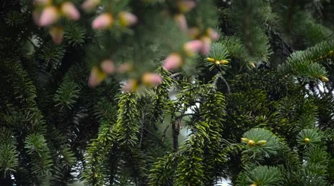 Cone growing on branches spring. Stock Footage 62453840