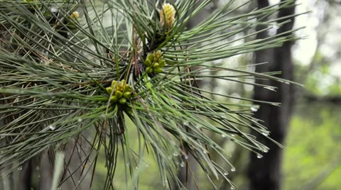 Cone growing on branches spring. Stock Footage 62453913