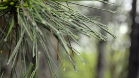 Cone growing on branches spring Stock Footage 62453922