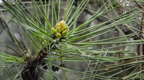Cone growing on branches spring Stock Footage 62453948