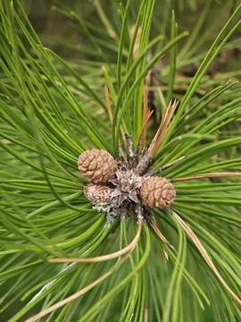Cone growing on a tree Fotos de archivo