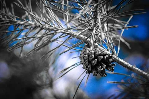 Cone growing on tree twig Stock Photos