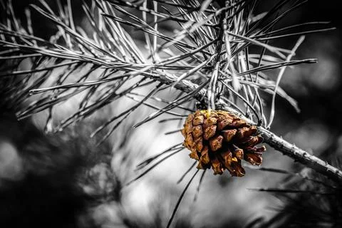 Cone growing on tree twig Stock Photos