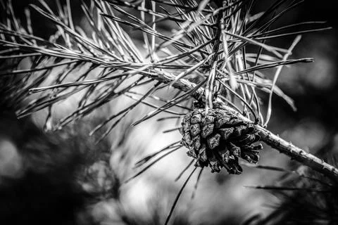 Cone growing on tree twig Stock Photos
