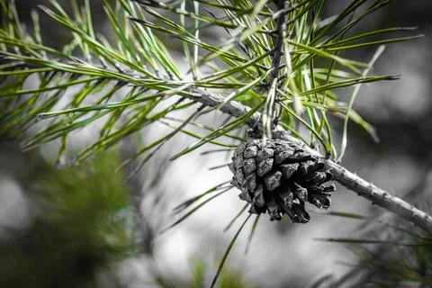 Cone growing on tree twig Stock-Fotos