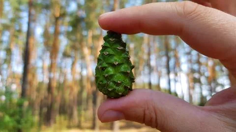 Cone in the Hand Stock Photos