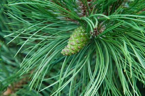 Cone hanging on the branch of the pine Stock Photos