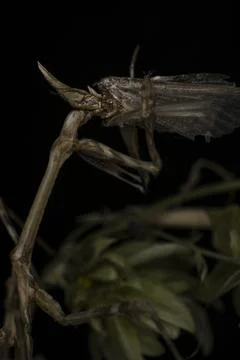 A cone-head mantis devour a moth, wildlife monster macro 写真素材