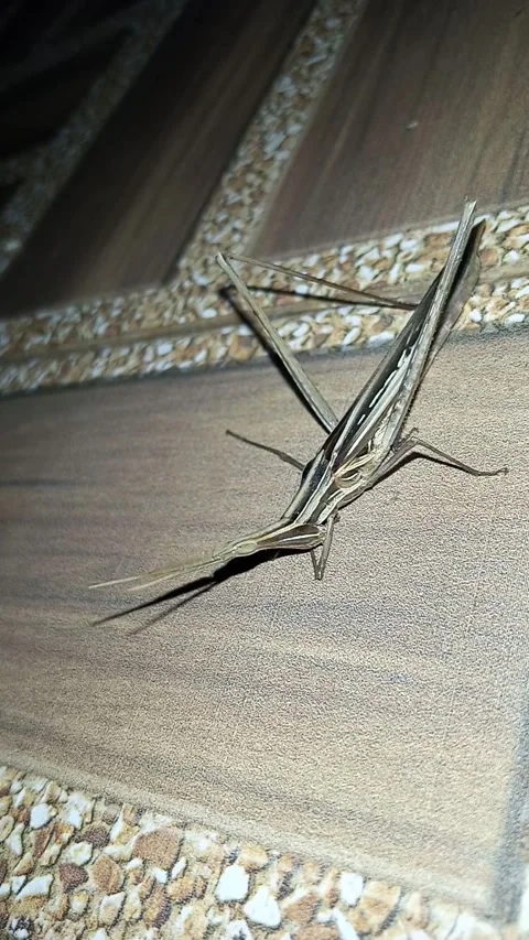 Cone-headed grasshopper moving its head on tiled floor 스톡 동영상 344090802