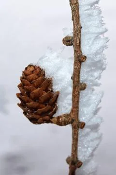 Cone on icing branch Stock Photos