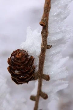 Cone on icing branch Stock Photos