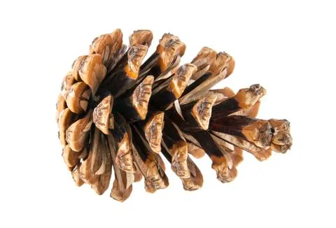 Cone isolated on white background Stock Photos