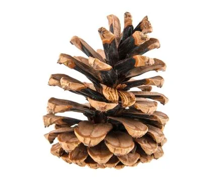Cone isolated on white background Stock Photos