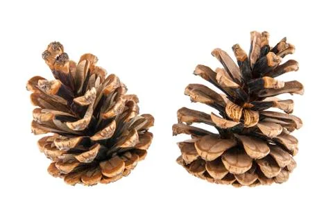 Cone isolated on white background Stock Photos