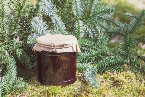 Cone jam on a stump in a pine forest Stock Photos