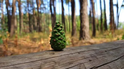 Cone on a Log Stock Photos