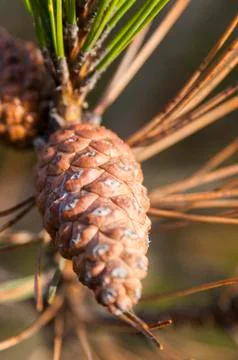 Cone in macro Stock Photos