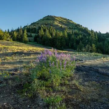 Cone Peak Wildflowers, Oregon. Stock Photos