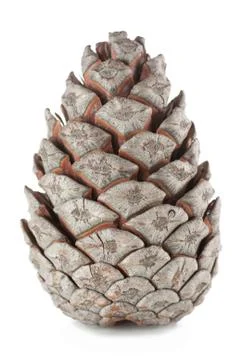 The cone Stock Photos