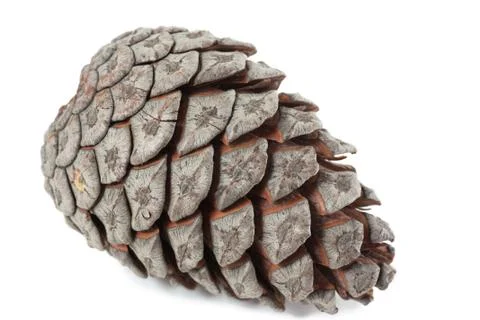 The cone Stock Photos