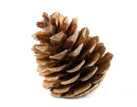 Cone Stock Photos